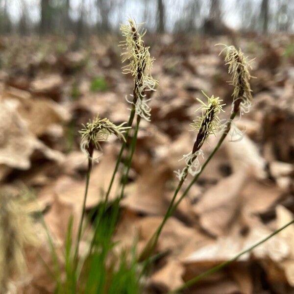 Carex pensylvanica പുഷ്പം