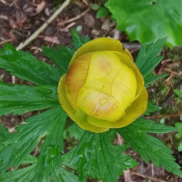 Trollius europaeus Kvet