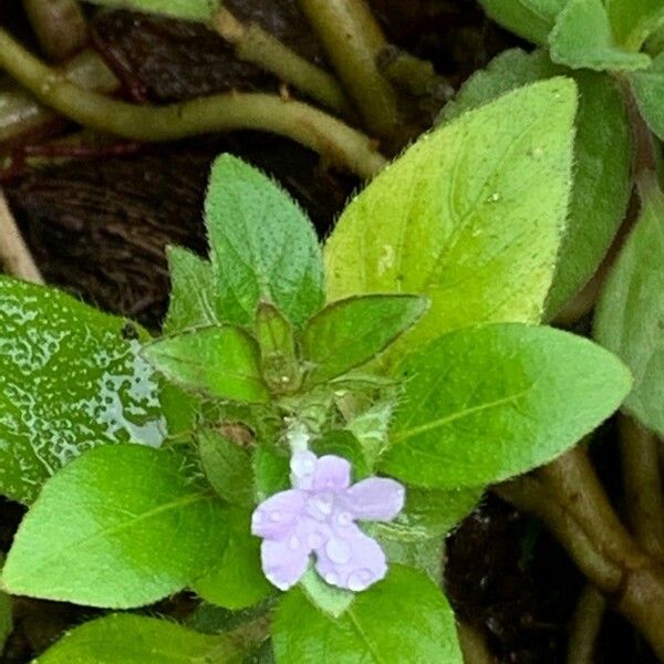 Blechum pyramidatum Feuille