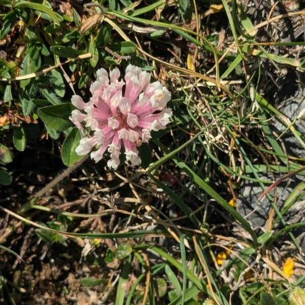 Trifolium pallescens Kvet