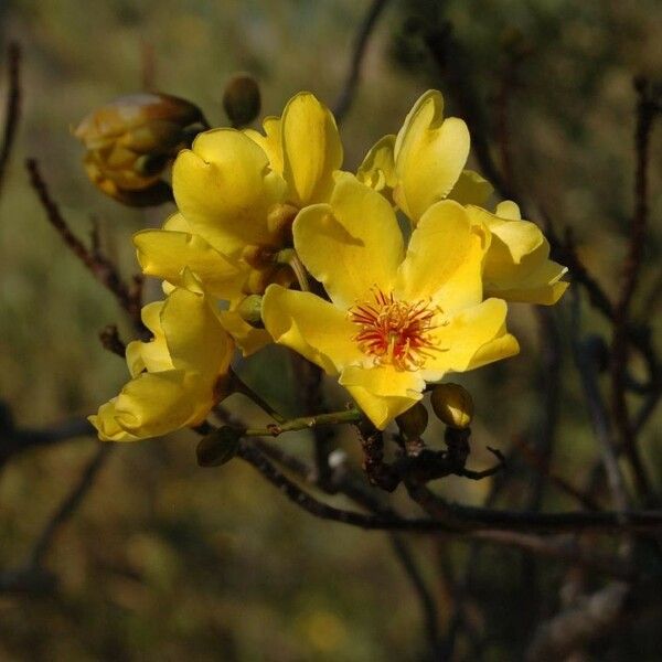 Cochlospermum vitifolium Flower