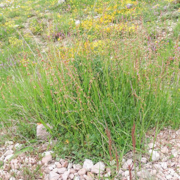 Rumex scutatus Plante entière