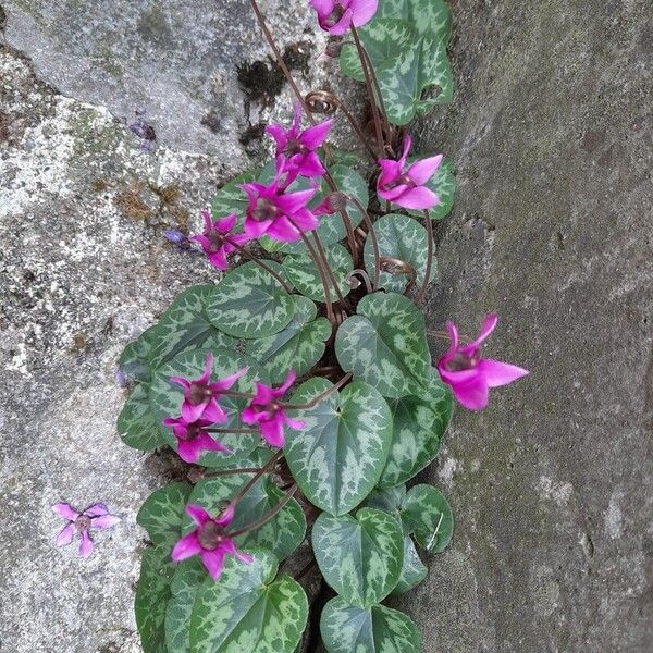 Cyclamen purpurascens Virág