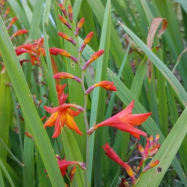 Crocosmia × crocosmiiflora Lorea