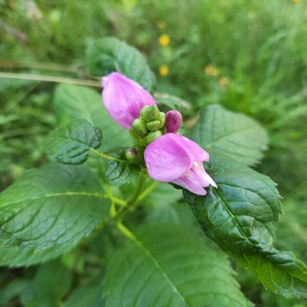 Chelone lyonii Flower