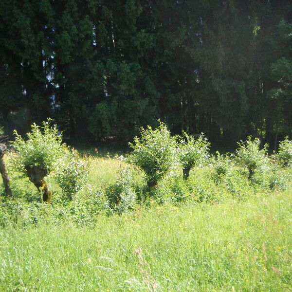 Salix × fragilis Hábitos