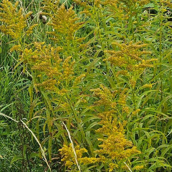 Solidago canadensis Blüte