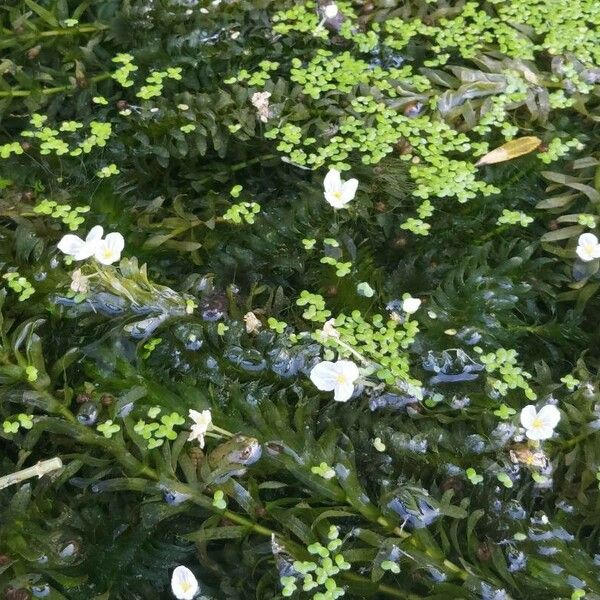 Egeria densa Λουλούδι