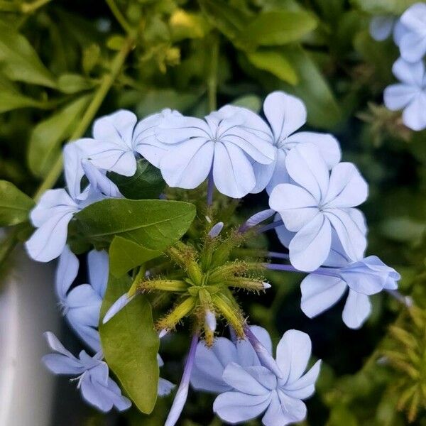 Plumbago auriculata Квітка