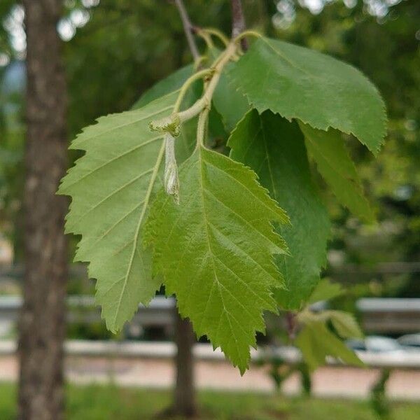 Betula nigra Feuille