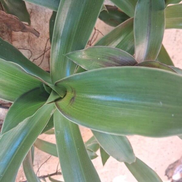 Callisia fragrans Leaf