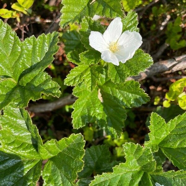 Rubus chamaemorus Flor