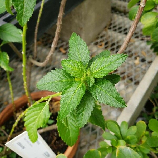 Turnera ulmifolia Листок