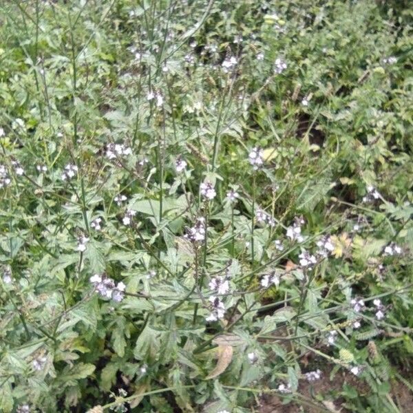 Verbena officinalis Хабит