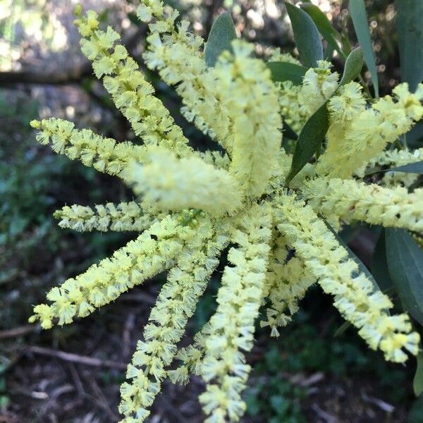 Acacia longifolia Flower