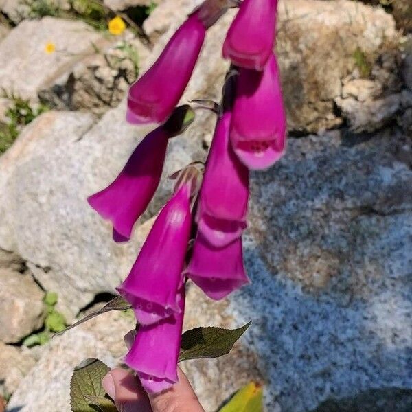 Digitalis thapsi Flor