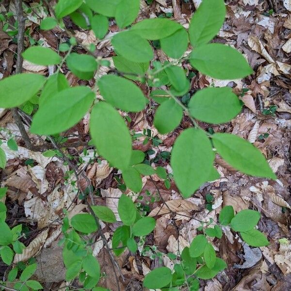 Vaccinium stamineum Leaf