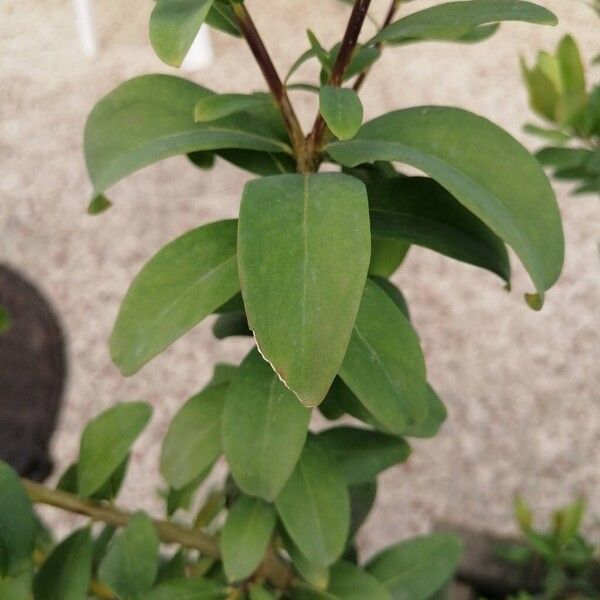 Polygala myrtifolia 叶