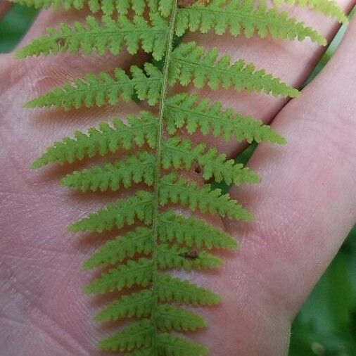 Dennstaedtia punctilobula Lapas