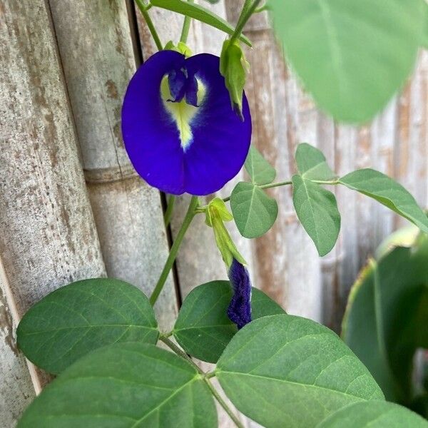 Clitoria ternatea Flor