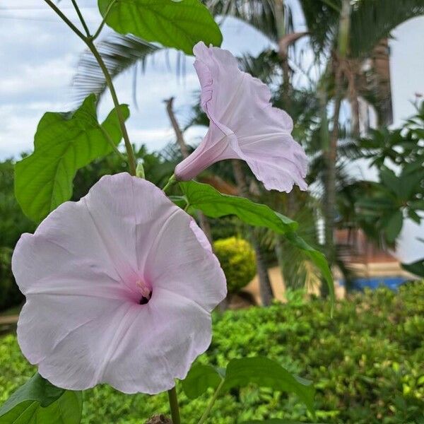 Ipomoea carnea Virág