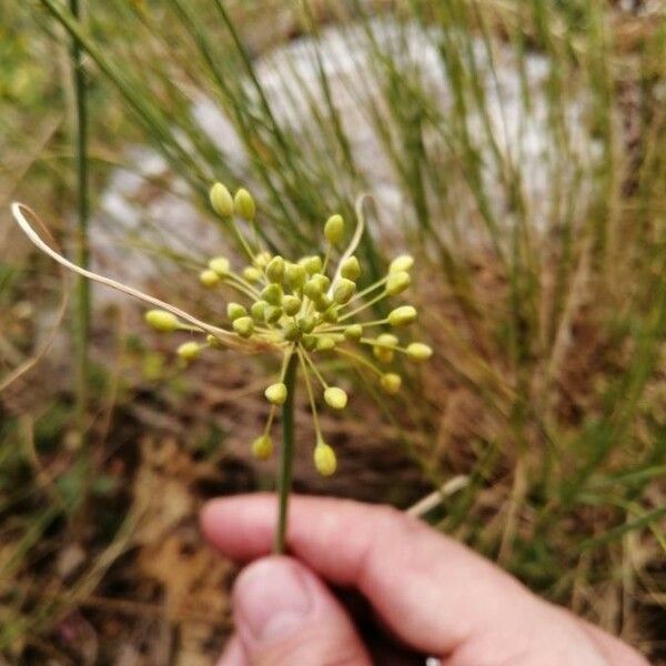 Allium flavum Çiçek