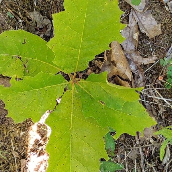 Quercus velutina Yaprak