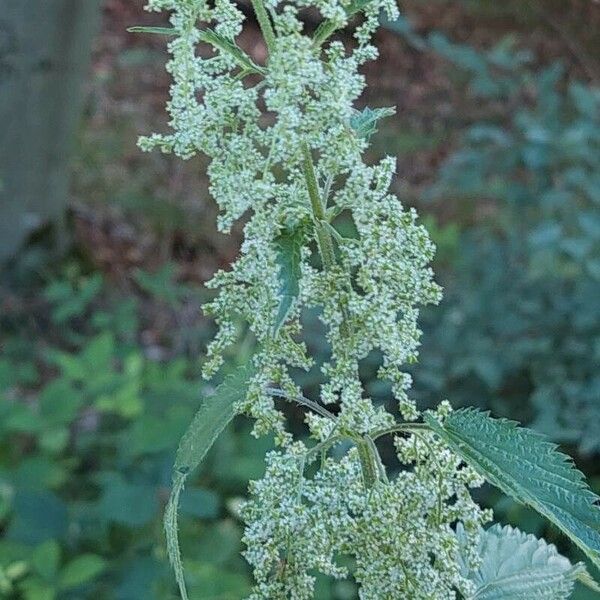 Urtica dioica Λουλούδι