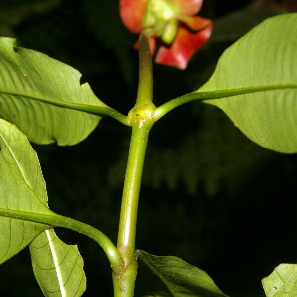 Psychotria elata Fruit