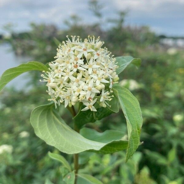 Cornus racemosa Fiore