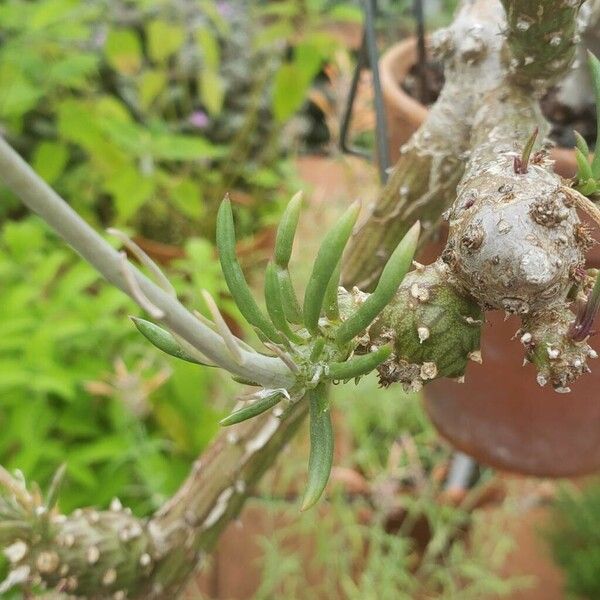 Kleinia leptophylla Blad