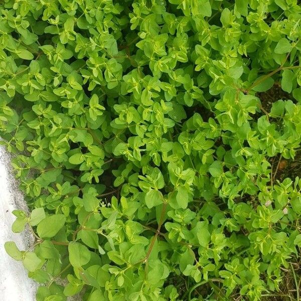 Euphorbia peplus Leaf