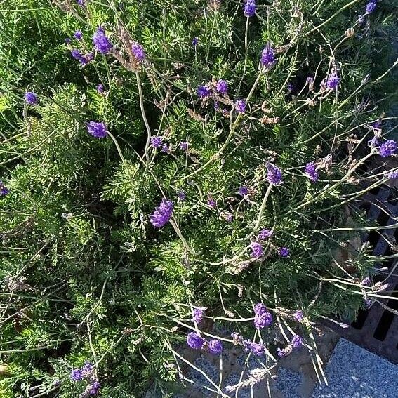 Lavandula multifida Žiedas