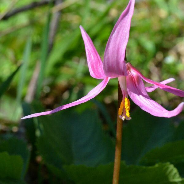 Erythronium revolutum 花