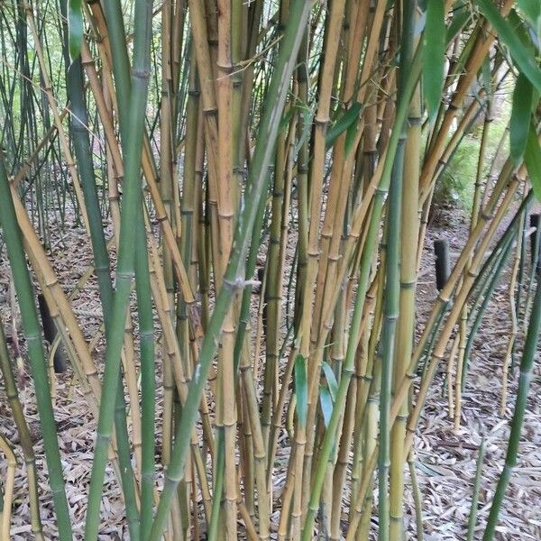 Phyllostachys aureosulcata Schors