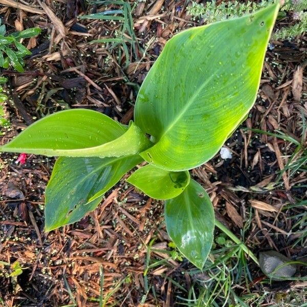 Canna glauca Hostoa