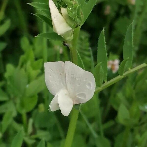 Cicer arietinum Flor