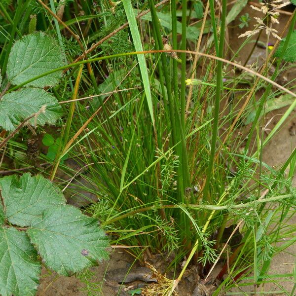 Isolepis setacea Tervik taim