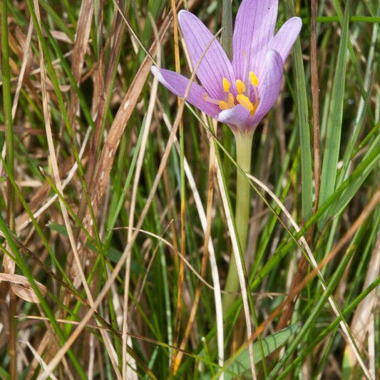 Colchicum alpinum Blüte