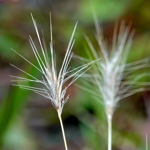 Hordeum marinum Other