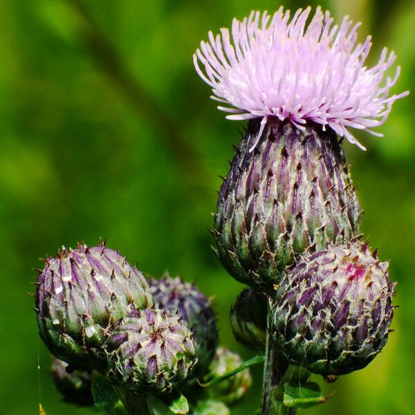 Cirsium arvense Blodyn