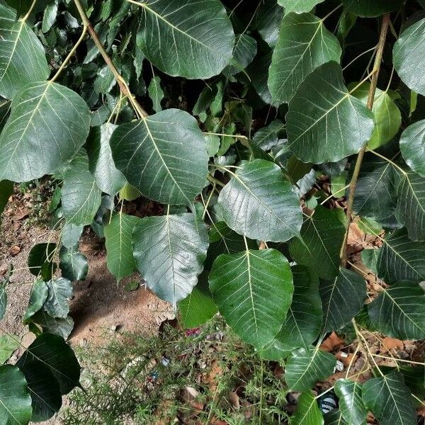 Ficus religiosa Leaf