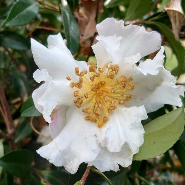 Camellia sasanqua Õis