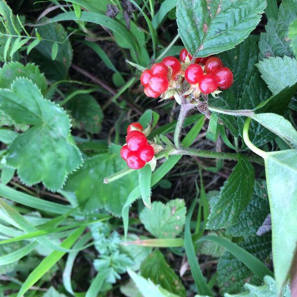 Rubus saxatilis Ffrwyth