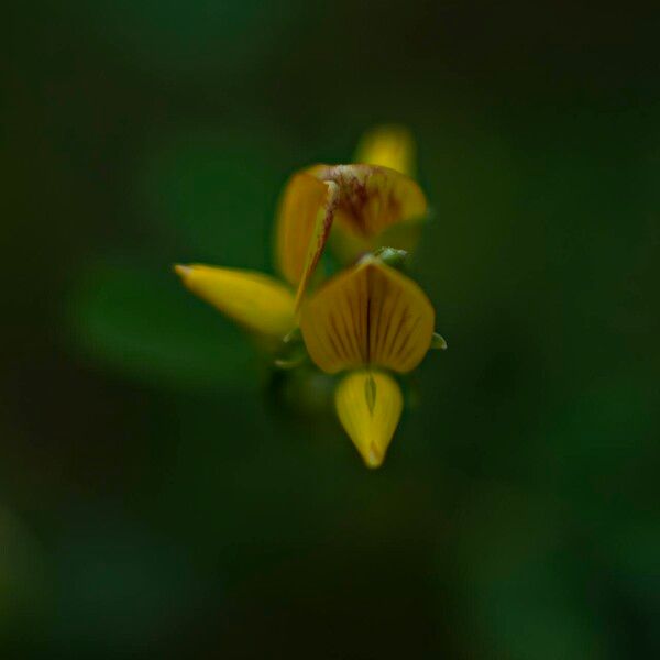 Crotalaria medicaginea Blodyn