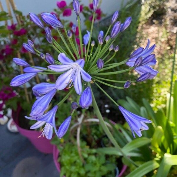 Agapanthus praecox 花