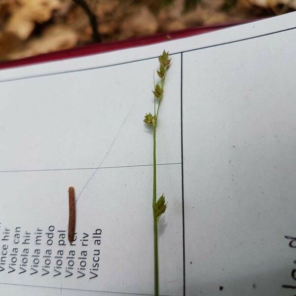 Carex canescens Blüte