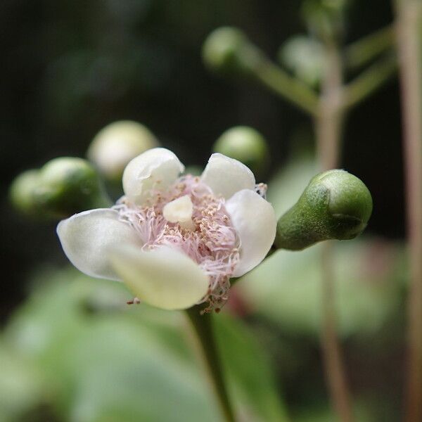 Archirhodomyrtus baladensis 花