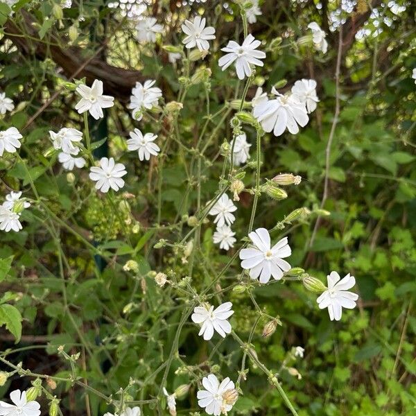 Silene dichotoma 花