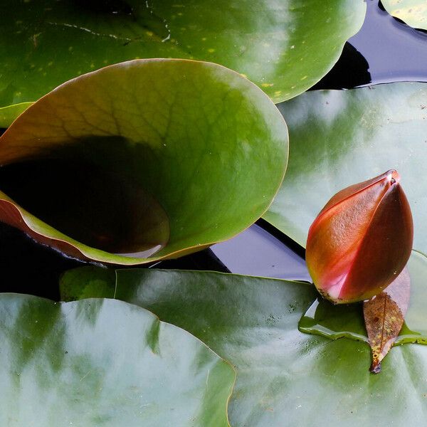 Nymphaea alba Blatt